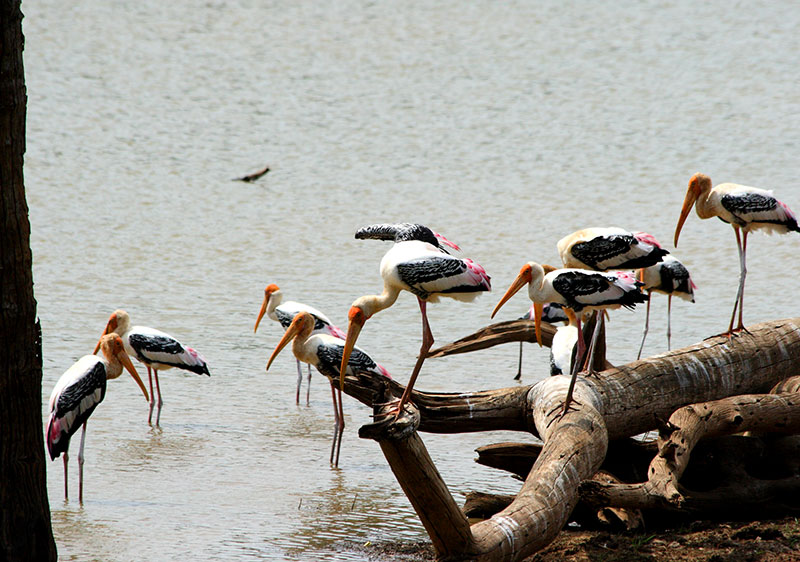 Udawalawe Landscape