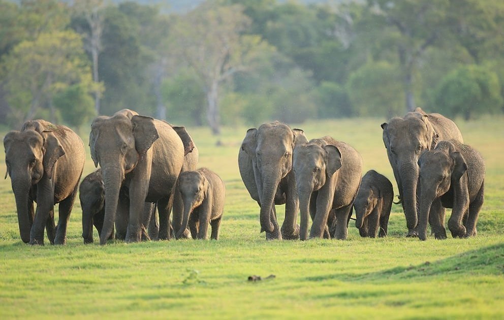 Elephant in Udawalawe